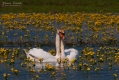 082_Biebrza - kwiecien 2011